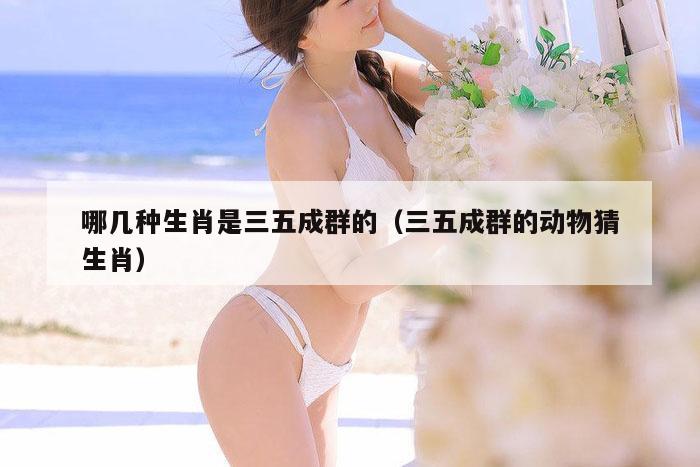 哪几种生肖是三五成群的（三五成群的动物猜生肖）